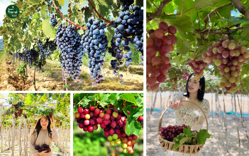 TOUR BÌNH HƯNG – NINH CHỮ – ĐÀ LẠT 4N4Đ | TẾT 2025