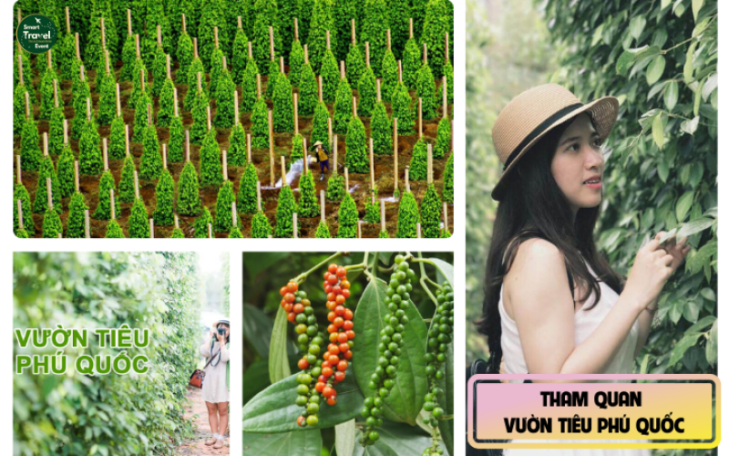 TOUR PHÚ QUỐC - KISS BRIDGE - 3N3Đ TOUR TẾT 2025