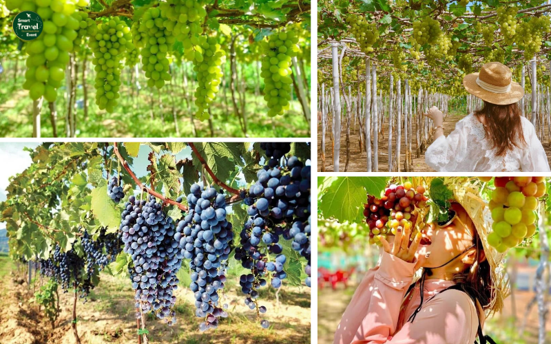 TOUR NHA TRANG - BÌNH HƯNG - 3N3Đ | TOUR TẾT 2025